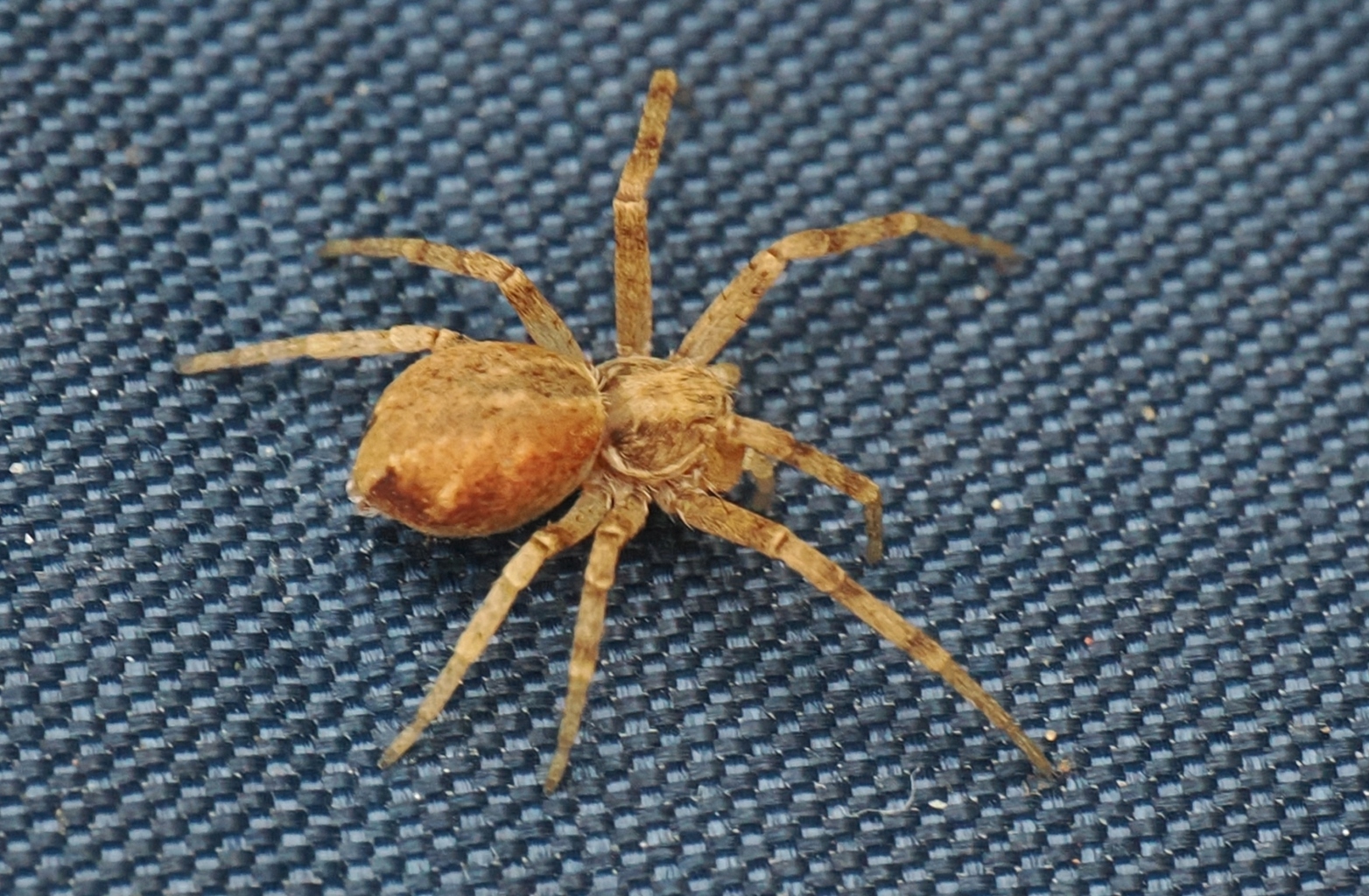 Philodromus-sp
